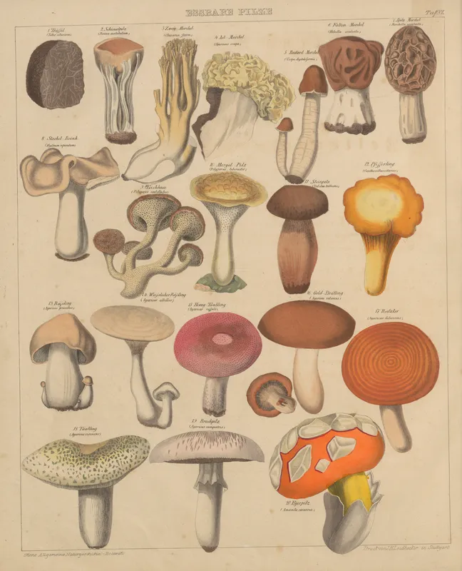 Abbildungen zu Oken’s Allgemeiner Naturgeschichte für alle Stände Pl.007 (1841) by Lorenz Oken